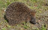 andrey2103-hedgehog-3915995_640